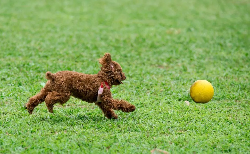 Automowerが管理するドッグランの芝生で遊ぶ犬|除草剤不使用でペットにやさしい環境