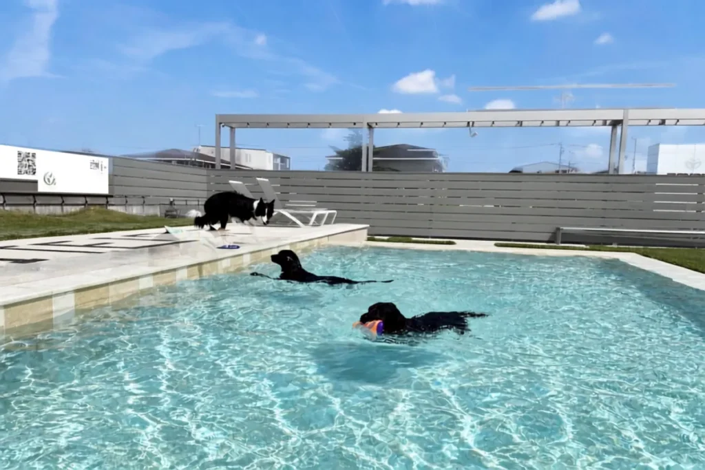 犬たちがプールで遊ぶDOG LAGOONの水遊びシーン