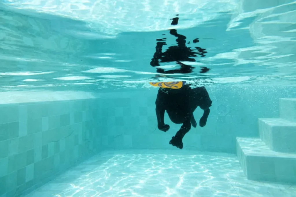 犬が水中でおもちゃをくわえて泳ぐDOG LAGOONの水中シーン