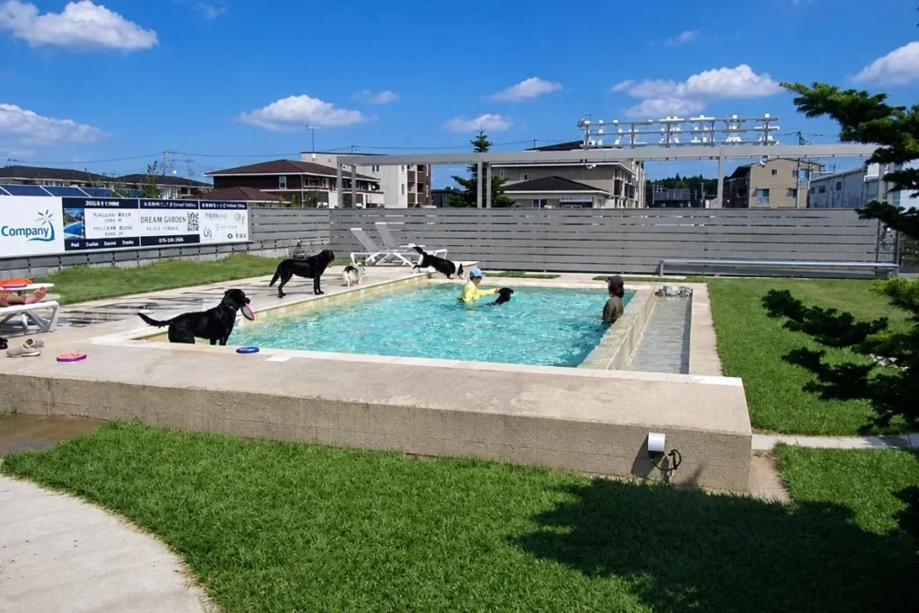 犬たちがプールで遊ぶDOG LAGOONのアクティブな水遊びシーン