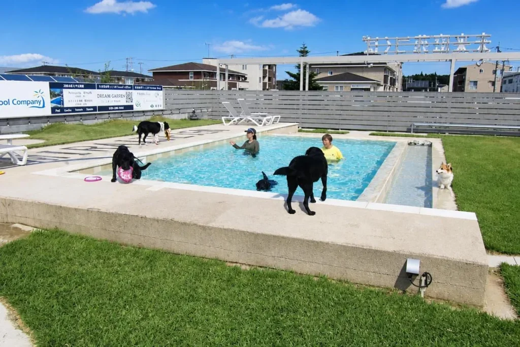 犬たちがプールで遊ぶDOG LAGOONの水遊びシーン