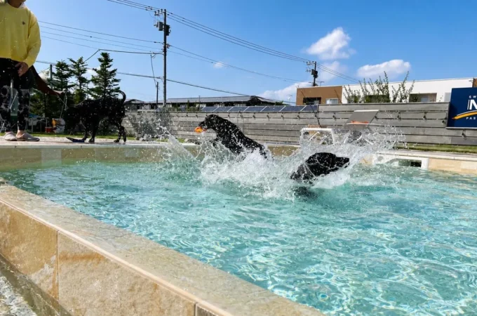 犬たちがプールで遊ぶDOG LAGOONの水遊びシーン