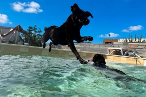 犬が水中でおもちゃをくわえて泳ぐDOG LAGOONの水遊びシーン