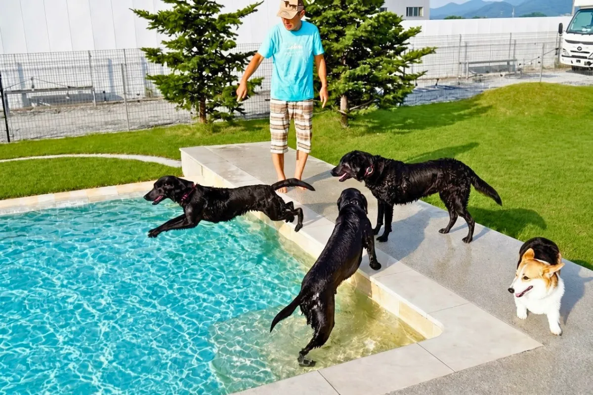 複数の犬がプールで遊ぶDOG LAGOONのアクティブな利用シーン